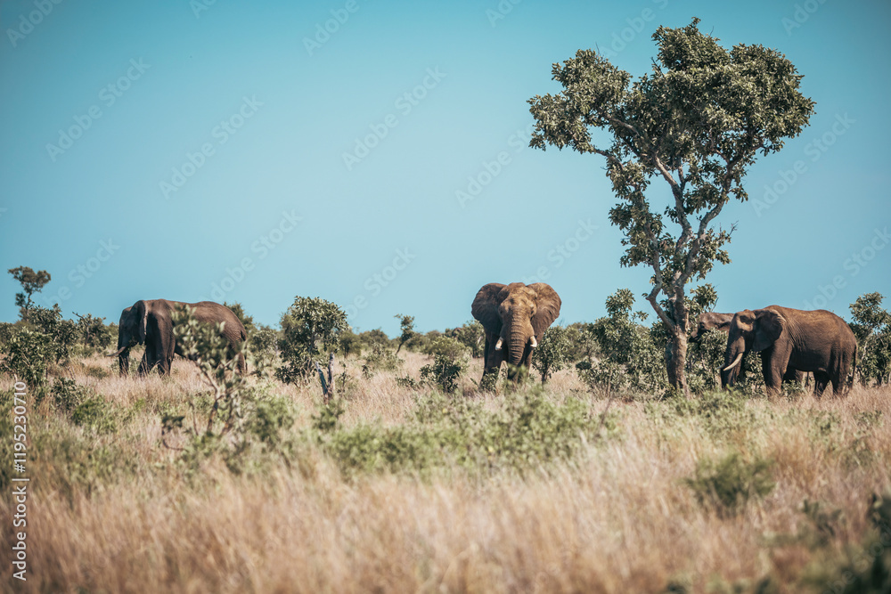 Wild elephants seen on safari in Kruger National Park. South Africa Wild elephants seen on safari in Kruger National Park. South Africa