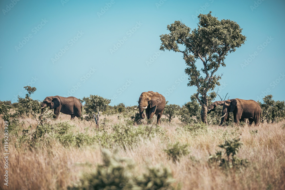 Wild elephants seen on safari in Kruger National Park. South Africa Wild elephants seen on safari in Kruger National Park. South Africa