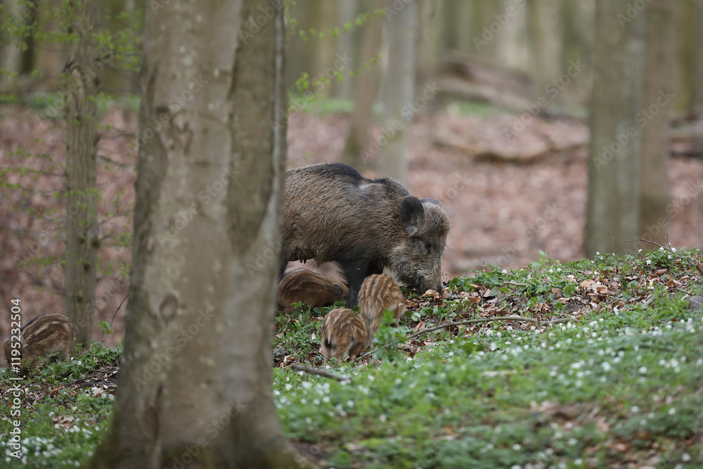 Dzik euroazjatycki, dzik, (Sus scrofa) Dzik euroazjatycki, dzik, (Sus scrofa)