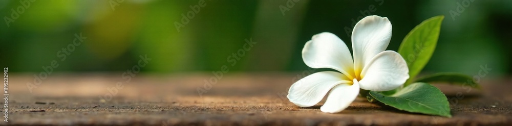 Fototapeta premium A single white Cascabela thevetia flower on a wooden table, nature, bloom, tropical