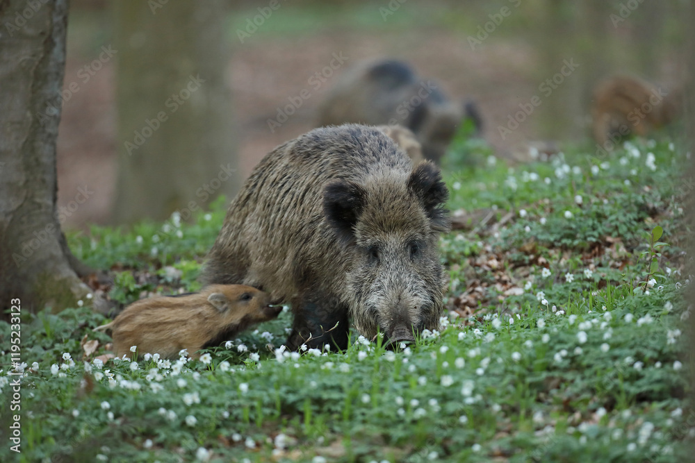 Dzik euroazjatycki, dzik, (Sus scrofa) Dzik euroazjatycki, dzik, (Sus scrofa)