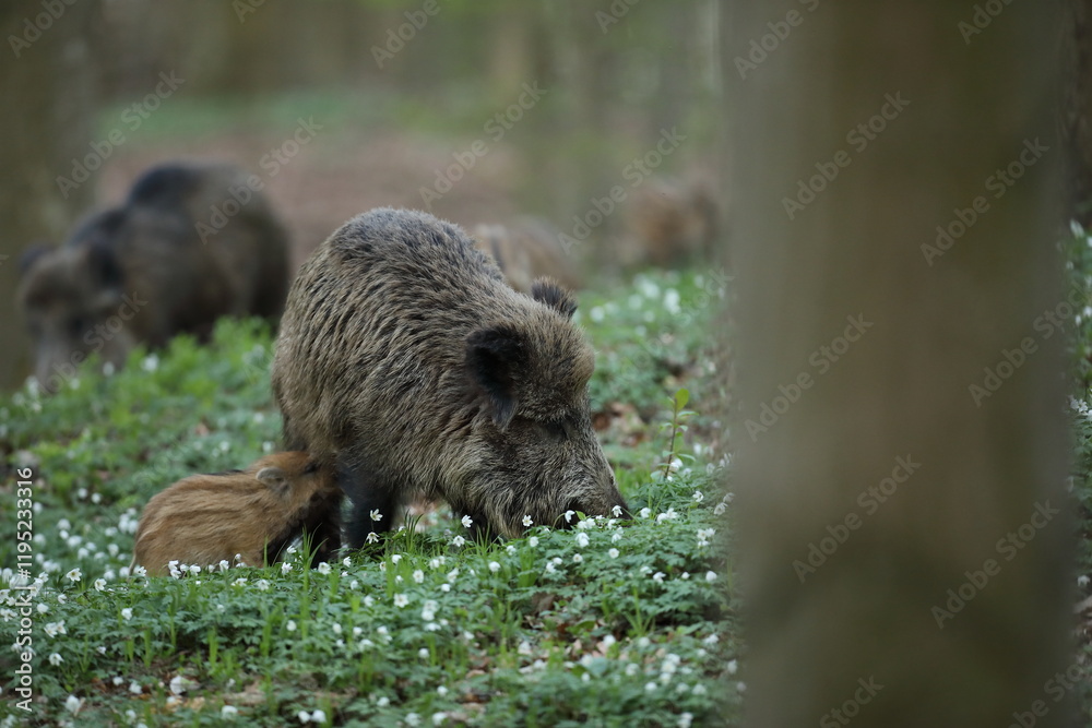 Dzik euroazjatycki, dzik, (Sus scrofa) Dzik euroazjatycki, dzik, (Sus scrofa)