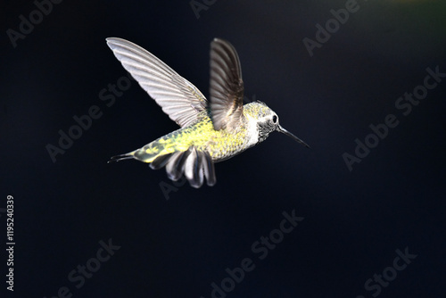 Green Hummingbird Flying Away Camera