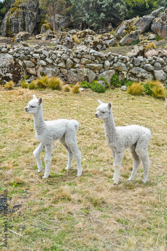Fototapeta premium fotografia de alpacas bebes en la sierra del peru
