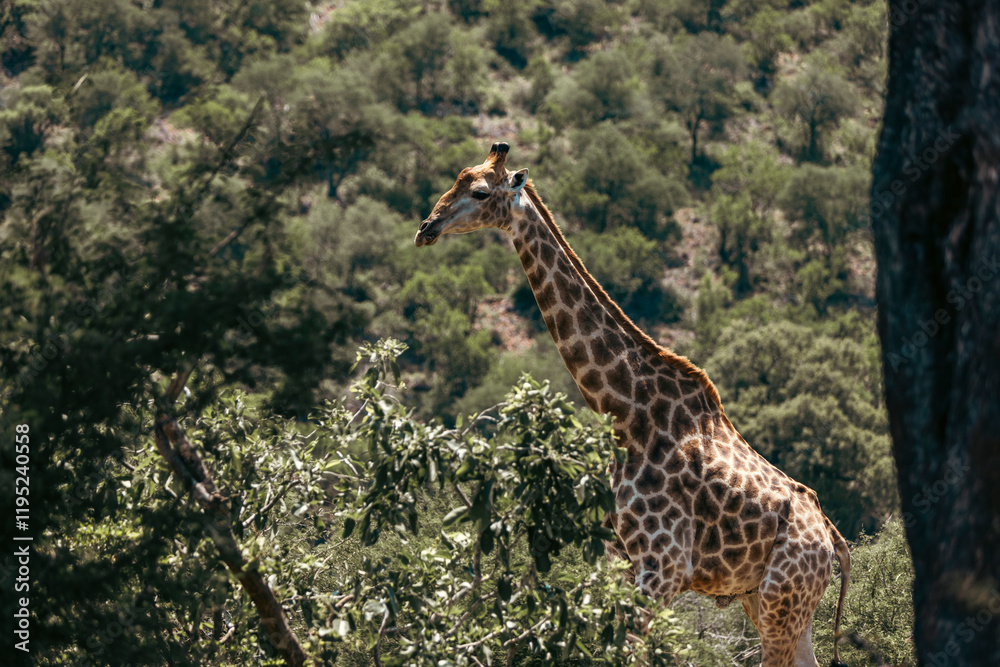 Wild giraffe seen on safari in Kruger National Park. South Africa Wild giraffe seen on safari in Kruger National Park. South Africa