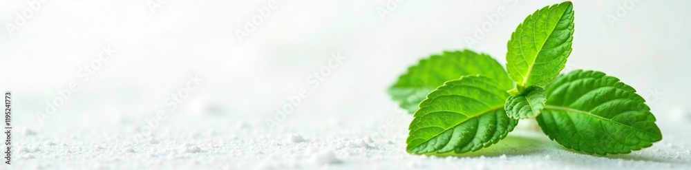 Obraz premium Fresh mint leaf on snowy white background, with delicate veins and subtle texture, herb, foliage