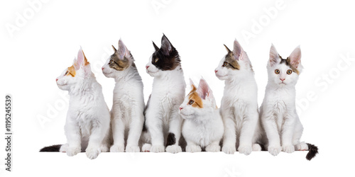 Groep of 6 high white Maine Coon cat kittens, sitting and laying side by side on perfect row. All looking side ways away from camera exept one. Isolated cutout on a transparent background. photo