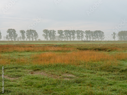 Nebelverhangene Marschlandschaft bei Mont-Saint-Michel photo