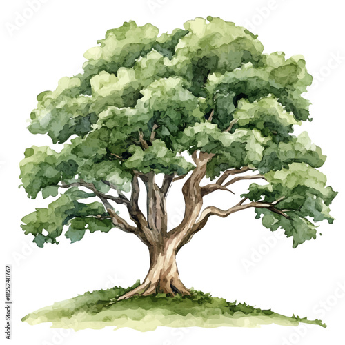 A watercolor vector of an elder tree, isolated on a white background. Elder tree vector.
