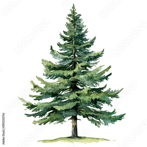 A watercolor drawing of a Douglas fir tree, isolated on a white background. Douglas fir tree vector.
