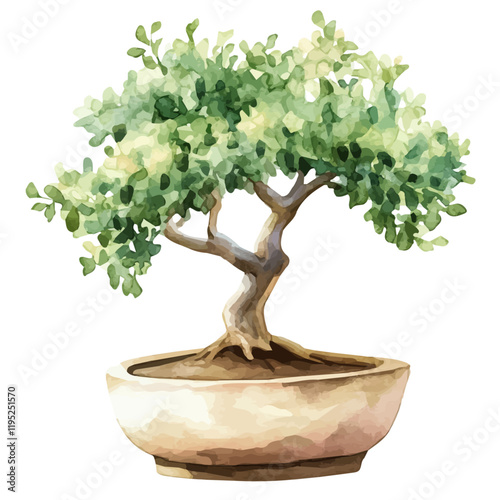 A watercolor illustration of a desert acacia bonsai, isolated on a white background. Desert acacia bonsai vector.
