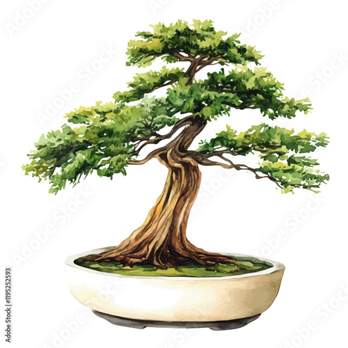 A watercolor vector of a dawn redwood bonsai, isolated on a white background. Dawn redwood bonsai vector.
