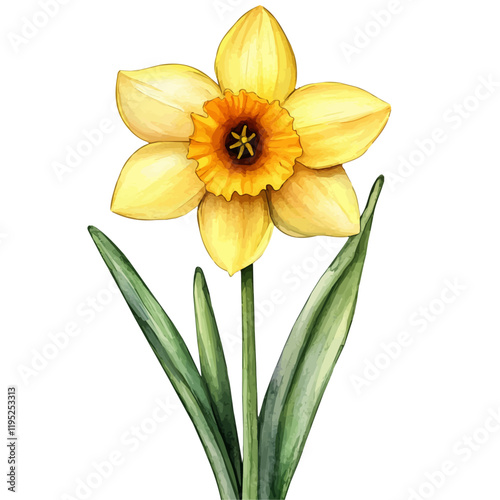 A watercolor painting of a daffodil, isolated on a white background. Daffodil vector.
