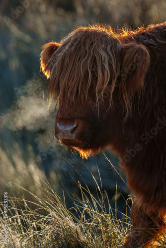 Highland cow