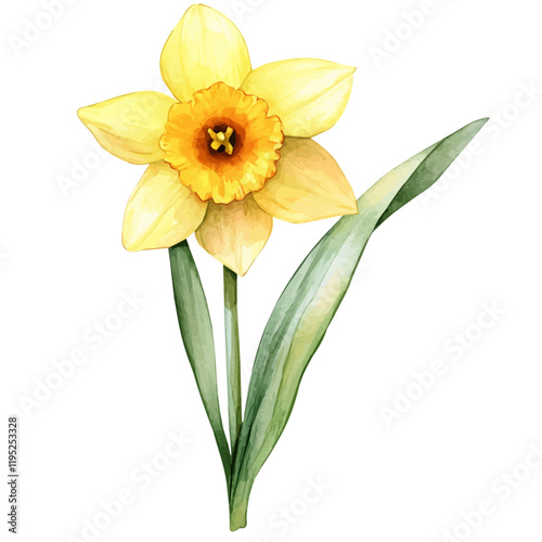 A watercolor painting of a daffodil, isolated on a white background. Daffodil vector.
