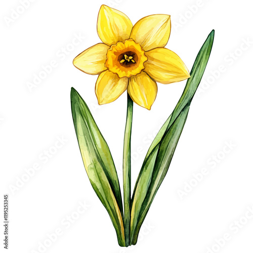 A watercolor painting of a daffodil, isolated on a white background. Daffodil vector.
