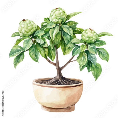 A watercolor painting of a custard apple bonsai, isolated on a white background. Custard apple bonsai vector.
