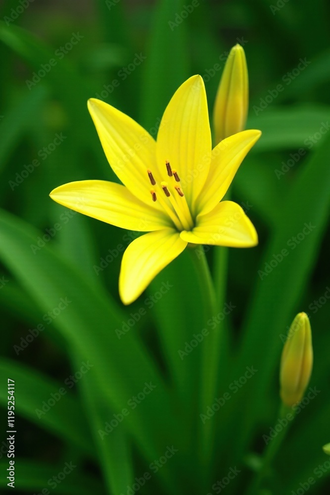 Obraz premium Yellow petals of Uvularia grandiflora against a green background, blooming plants, flower garden