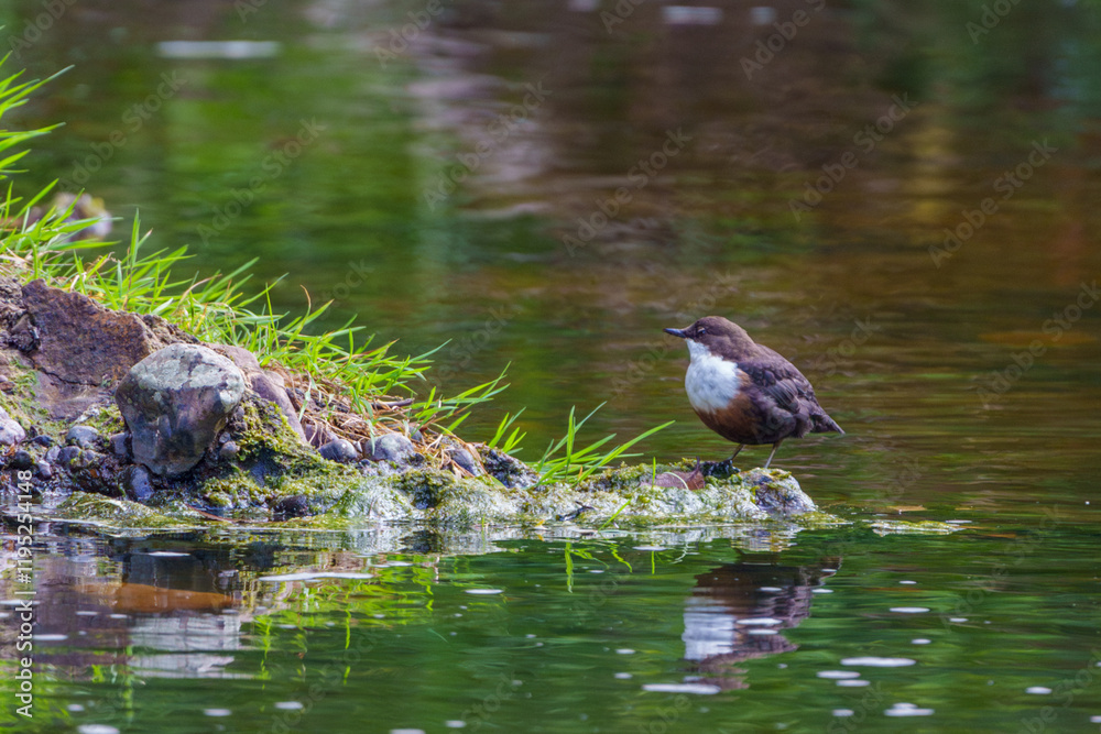 Fototapeta premium Dipper