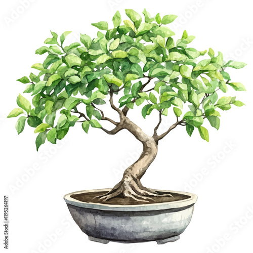 A watercolor illustration of a Chinese Fringe tree bonsai, isolated on a white background. Bonsai vector.
