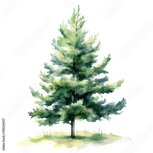A watercolor vector of a Chinese fir tree, isolated on a white background. Fir tree vector.

