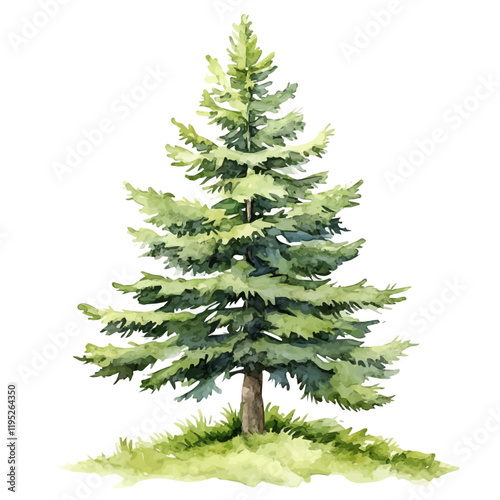 A watercolor vector of a Chinese fir tree, isolated on a white background. Fir tree vector.
