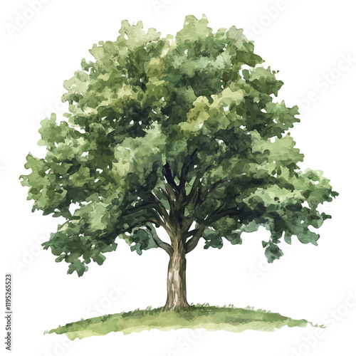 A watercolor vector of a chestnut tree, isolated on a white background. Chestnut tree vector.
