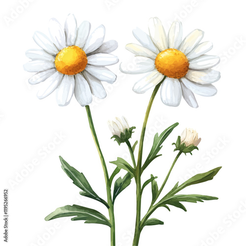A watercolor drawing of a chamomile flower, isolated on a white background. Chamomile flower vector.
