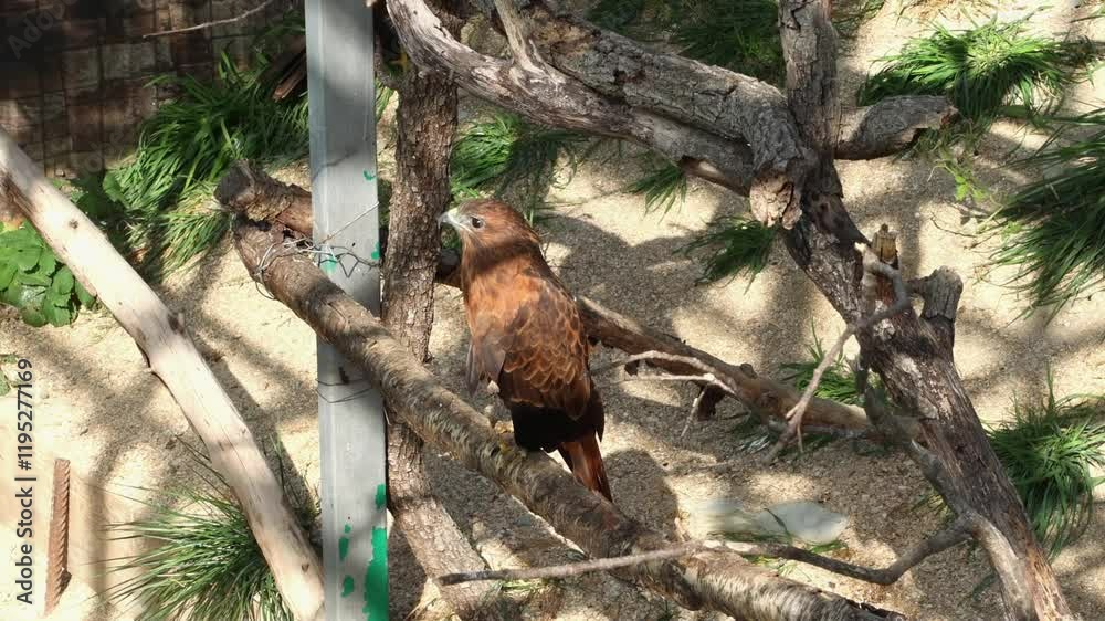 Top view of ordinary buzzard, kept in captivity in a zoo, sits on a stick in a cage. Wild birds of the hawk squad. The concept of ornithology Top view of ordinary buzzard, kept in captivity in a zoo, sits on a stick in a cage. Wild birds of the hawk squad. The concept of ornithology