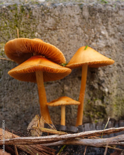 Gruppe von orangefarbenen Pilzen an einer Betonwand im Wald photo