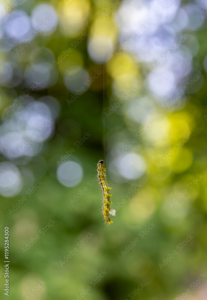 Fototapeta premium a green caterpillar hangs on its web on a branch in the park 