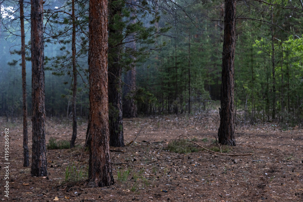 dark pine dry forest in northern Kazakhstan
dark pine dry forest in northern Kazakhstan