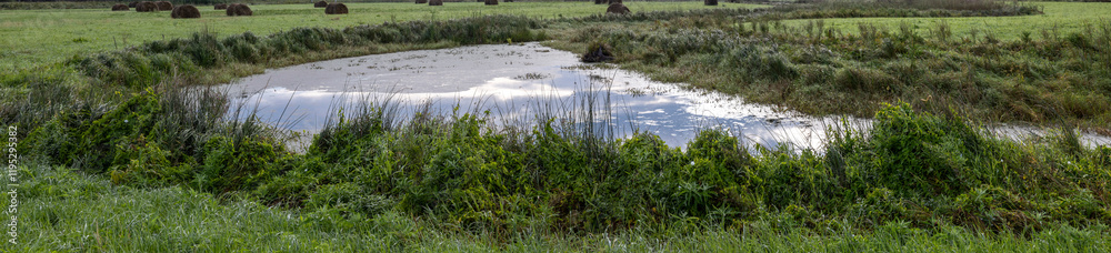 swampy lake in a field in the grass
swampy lake in a field in the grass