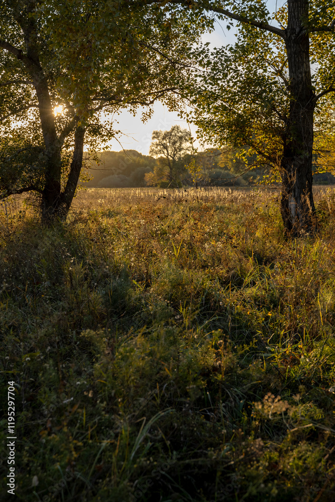 Naklejka premium dense autumn forest with rays of sun 