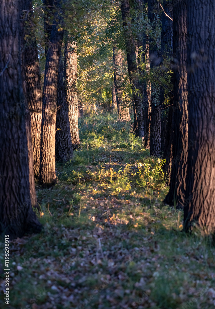 dense autumn forest with rays of sun
dense autumn forest with rays of sun