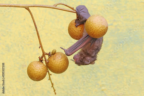 A short-nosed fruit bat eating longan fruit. This flying mammal has the scientific name Cynopterus minutus. photo