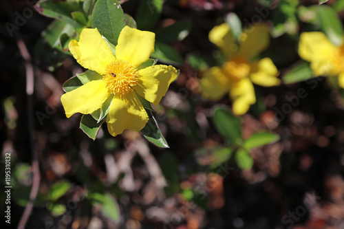 Macro image of a Climbing Guinea-flower bloom, New South Wales Australia
 photo