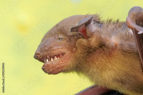 The fierce appearance of a short-nosed fruit bat with rows of sharp teeth. This flying mammal has the scientific name Cynopterus minutus. photo