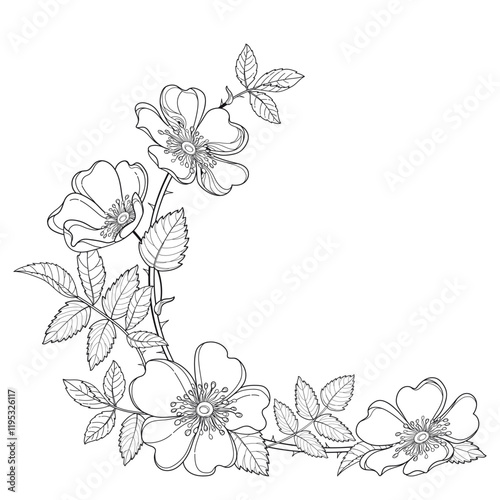 Corner bouquet with outline Rosa arkansana or wild prairie rose in black isolated on white background. 