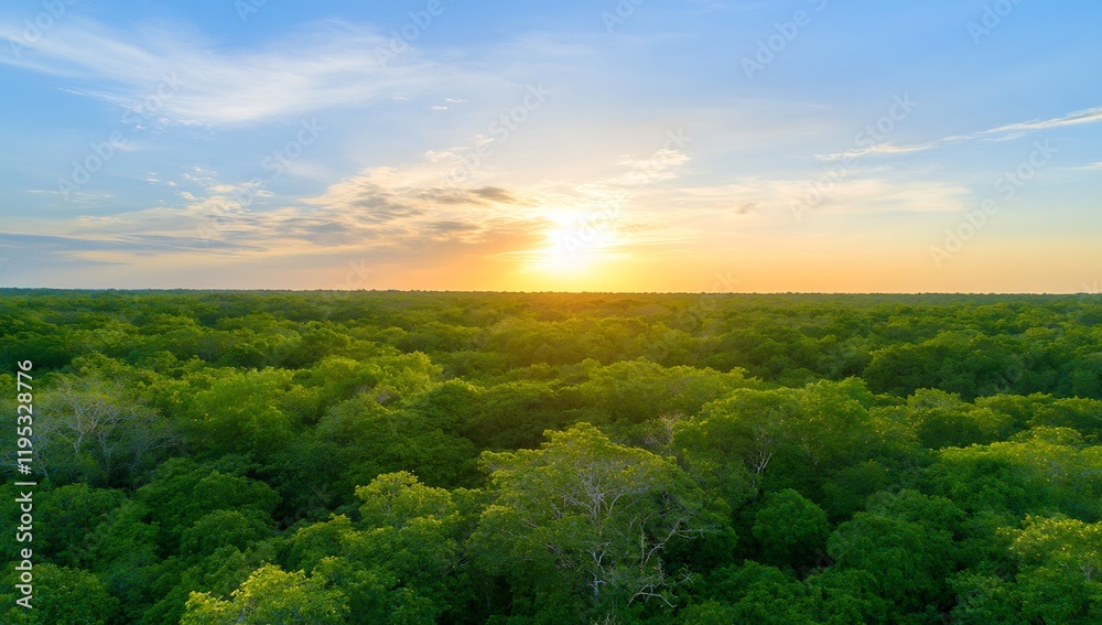Aerial View of Lush Forest Canopy at Sunset with Vibrant Sky Colors Aerial View of Lush Forest Canopy at Sunset with Vibrant Sky Colors