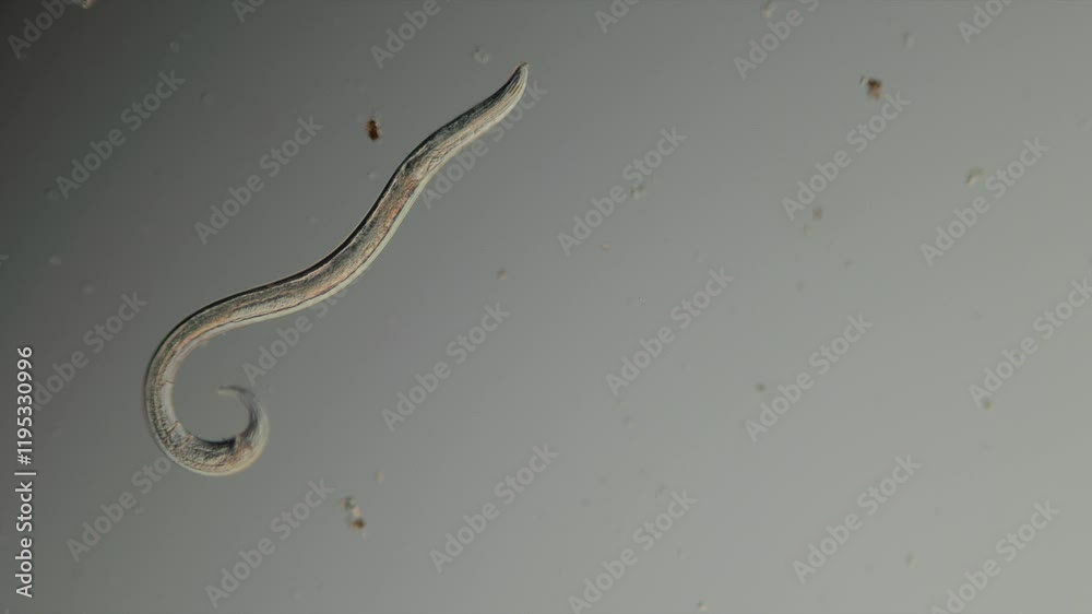 ein spulwurm unter dem mikroskop, nematoda