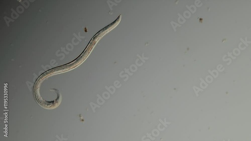 ein spulwurm unter dem mikroskop, nematoda