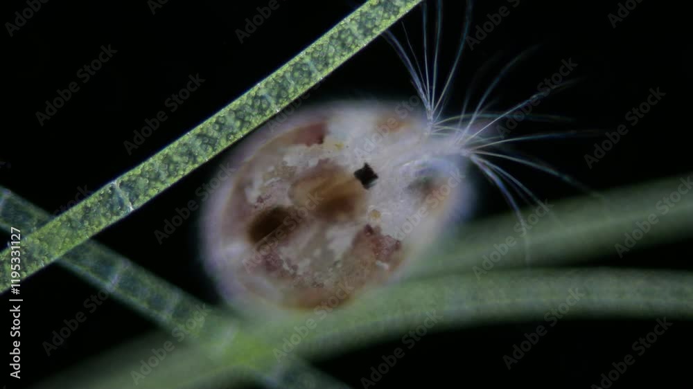 ein muschelkrebs vor schwarzem hintergrund zwischen algen unter dem mikroskop, ostracoda
