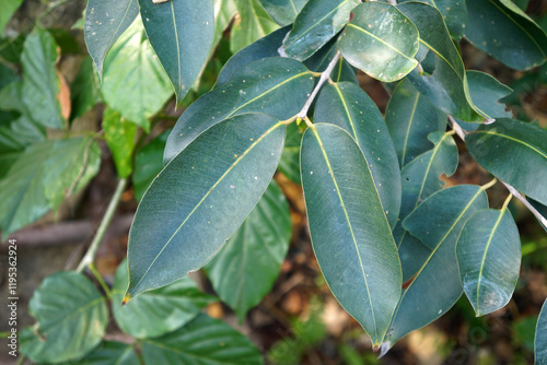 Green leaves of Syzygium cumini tree. photo