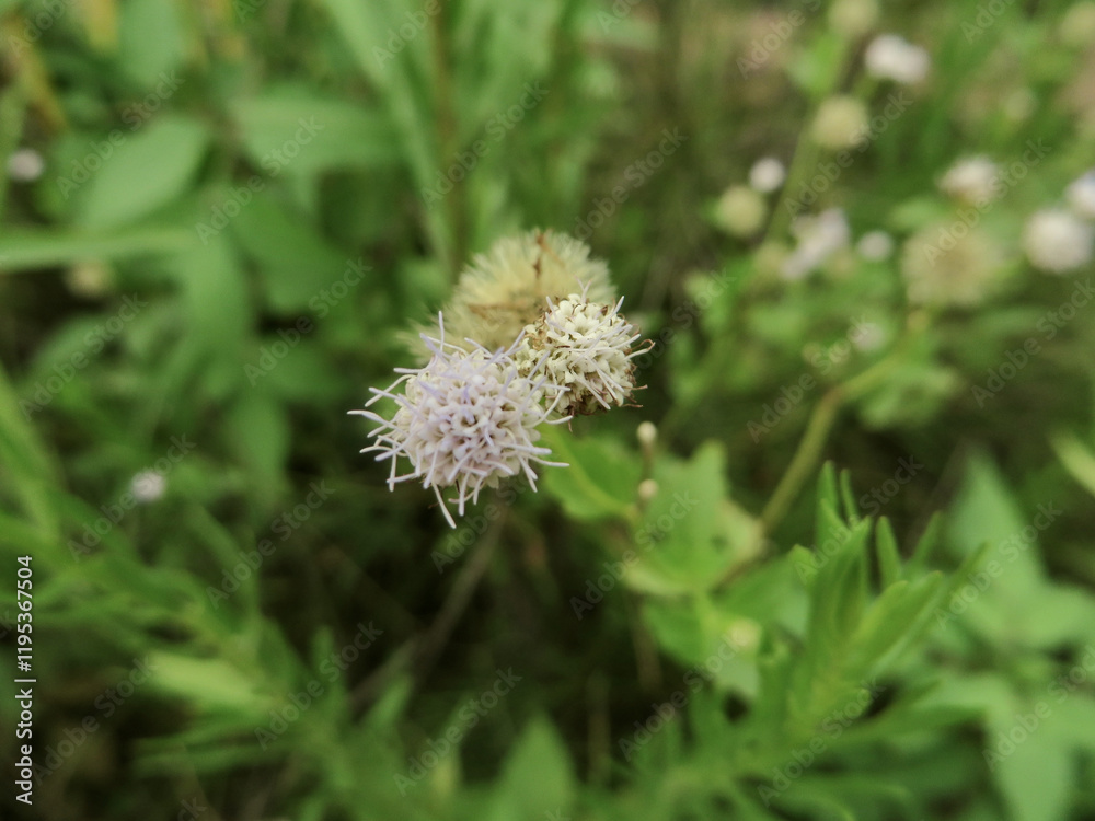 Ethereal Macro Shot of a Tiny Fluffy Wildflower – Soft Natural Elegance Ethereal Macro Shot of a Tiny Fluffy Wildflower – Soft Natural Elegance