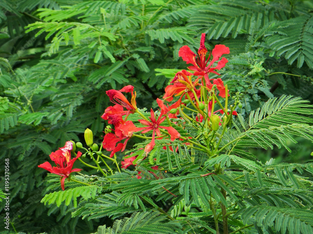 Bright Red Royal Poinciana Flowers (Delonix Regia) Amidst Lush Green Foliage – Exotic Tropical Beauty