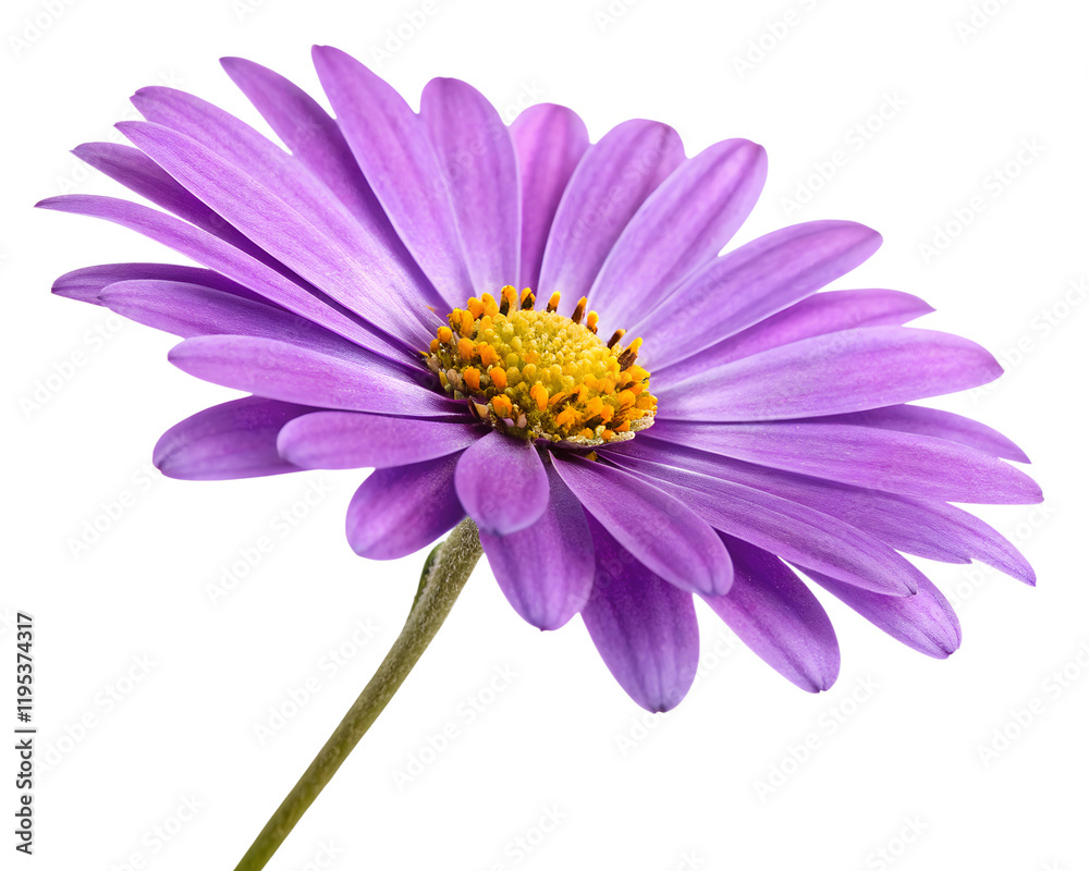 Bright purple daisy with vibrant yellow core, floral design Bright purple daisy with vibrant yellow core, floral design