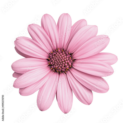Beautiful Soft Pink Flower Blooms from Above with Delicate Petals and Rich Center, Isolated on White Background for Nature and Floral Themes