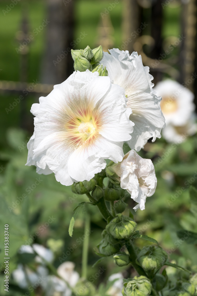 Obraz premium Beautiful Hollyhock (Alcea rosea) flowers.