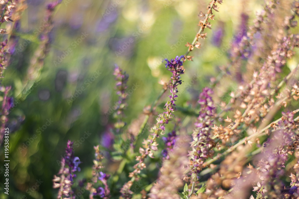 Obraz premium Woodland sage (Salvia nemorosa or Balkan clary). Enjoying the nature of the central park during the wind.